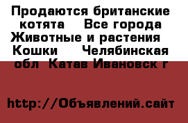 Продаются британские котята  - Все города Животные и растения » Кошки   . Челябинская обл.,Катав-Ивановск г.